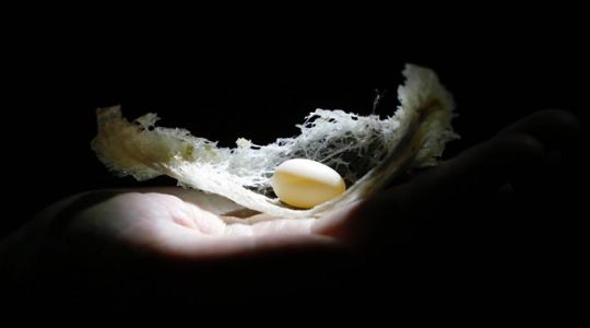 Quy trình chế biến 'cà phê trắng' từ tổ yến siêu sạch